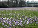 2010-03-22, Frühling (5)